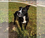 Small #4 American Staffordshire Terrier
