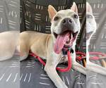 Small #11 Bulldog Mix