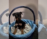 Image preview for Ad Listing. Nickname: Puppies