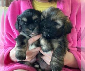 Lhasa Apso Puppy for sale in LONG BEACH, MS, USA