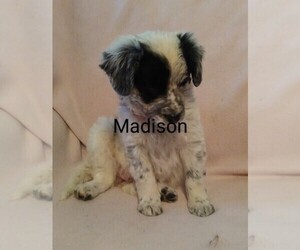 Border-Aussie Puppy for sale in SPLIT ROCK, WI, USA