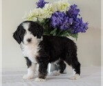 Small Photo #1 Bernedoodle Puppy For Sale in FREDERICKSBG, OH, USA