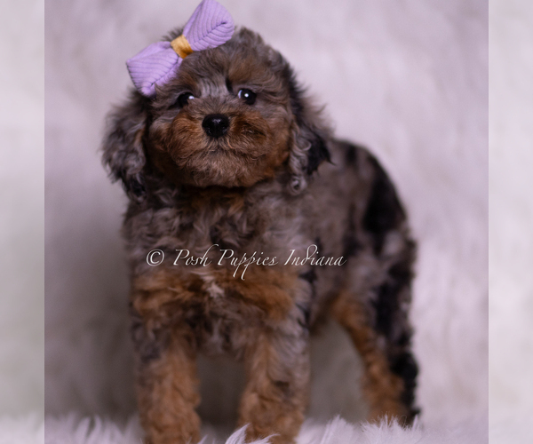 Medium Photo #4 Poodle (Toy) Puppy For Sale in WARSAW, IN, USA