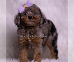 Small Photo #70 Poodle (Toy) Puppy For Sale in WARSAW, IN, USA
