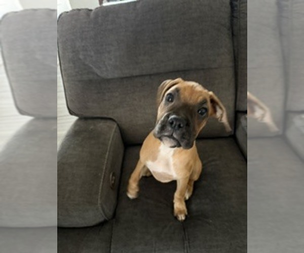 Medium Photo #2 Boxer Puppy For Sale in KISSIMMEE, FL, USA