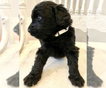 Small Photo #6 Bernedoodle Puppy For Sale in WALNUT GROVE, MO, USA
