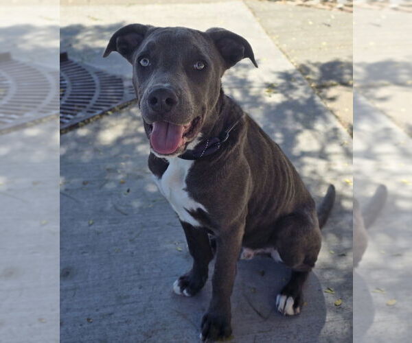 Medium Photo #9 American Pit Bull Terrier-Unknown Mix Puppy For Sale in Lakewood, CO, USA