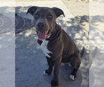 Small #8 American Pit Bull Terrier Mix