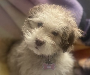 Havanese Puppy for sale in NORTHAMPTON, PA, USA