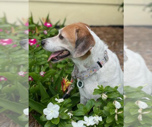 Medium Photo #3 Beagle-Unknown Mix Puppy For Sale in Royal Palm Beach, FL, USA