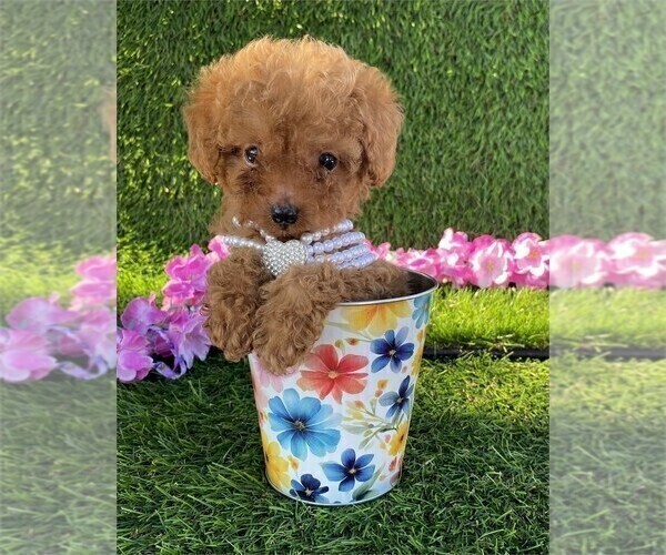 Medium Photo #10 Poodle (Toy) Puppy For Sale in TAMPA, FL, USA
