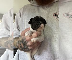 French Bulldog Puppy for sale in MEMPHIS, IN, USA