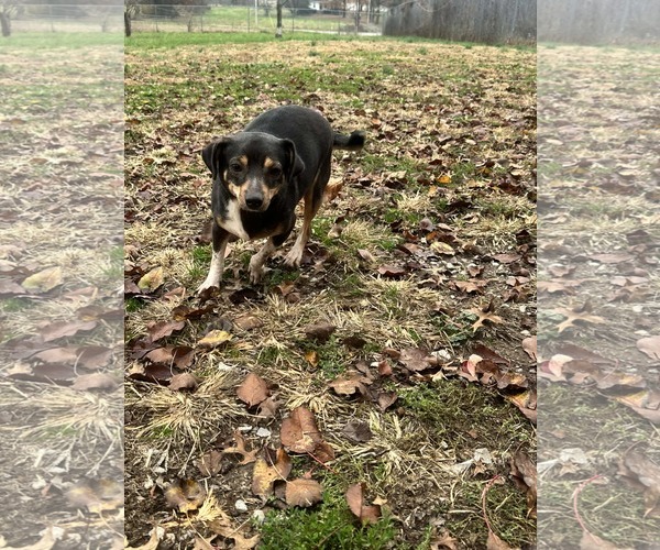 Medium Photo #2 Mutt Puppy For Sale in Fairfield, IL, USA