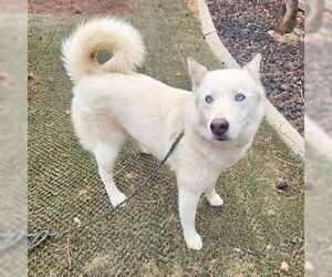 Siberian Husky Dogs for adoption in Omaha, NE, USA