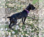 Small #1 Mutt