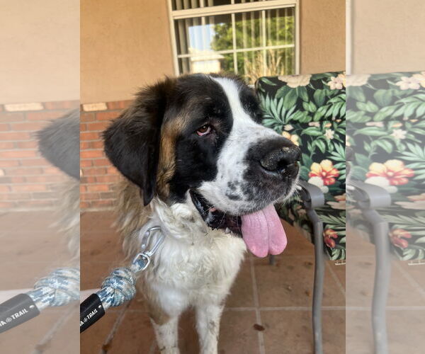 Medium Photo #2 Saint Bernard Puppy For Sale in Goodyear, AZ, USA