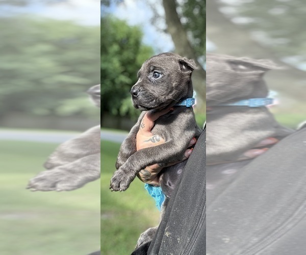 Medium Photo #33 Cane Corso Puppy For Sale in ANDERSON, IN, USA