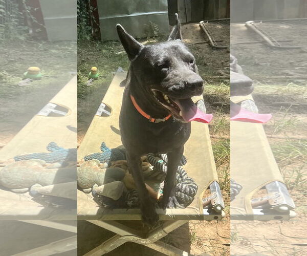 Medium Photo #4 German Shepherd Dog-Unknown Mix Puppy For Sale in Munford, TN, USA