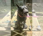 Small #3 German Shepherd Dog Mix