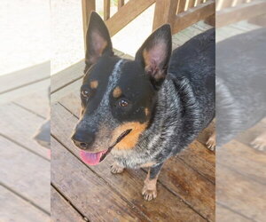 Mutt Dogs for adoption in Wetumpka, AL, USA