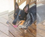 260344  Bama - Female Mutt Dog for Adoption - Small photo