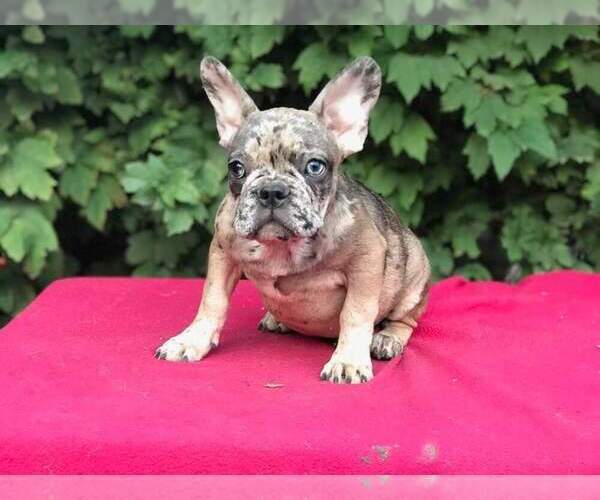 Medium Photo #3 French Bulldog Puppy For Sale in KLEIN, TX, USA