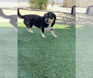 Pembroke Welsh Corgi-Unknown Mix Dogs for adoption in HESPERIA, CA, USA