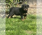 Small #4 Rottweiler