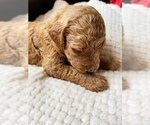 Small Photo #12 Goldendoodle Puppy For Sale in WOODLAND, AL, USA