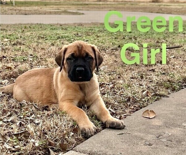 Medium Photo #5 Mastiff Puppy For Sale in BIXBY, OK, USA