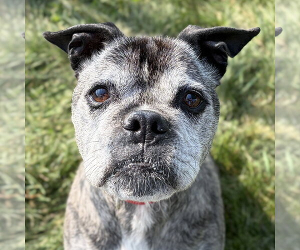 Medium Photo #1 Pug-Unknown Mix Puppy For Sale in Jefferson, WI, USA