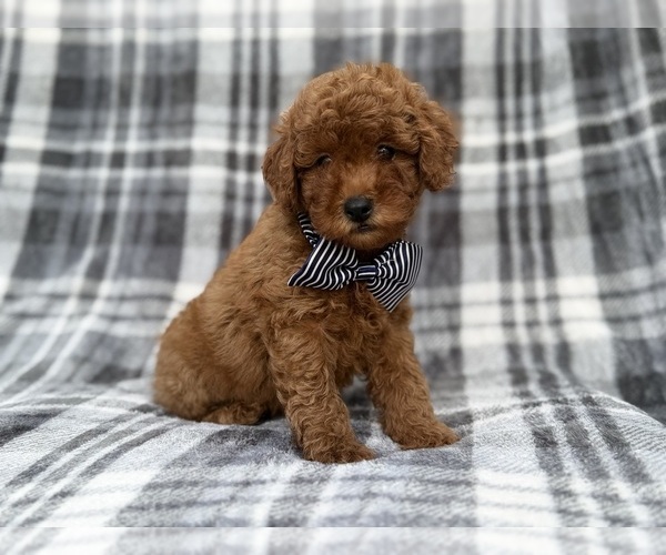 Medium Photo #8 Cavapoo (Miniature) Puppy For Sale in LAKELAND, FL, USA