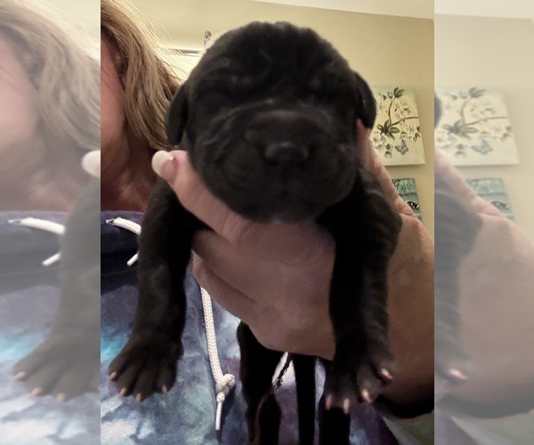 Medium Photo #17 Great Dane Puppy For Sale in CLANTON, AL, USA