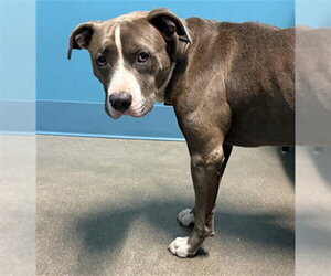 Mutt Dogs for adoption in Houston, TX, USA