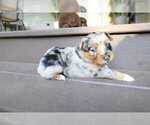 Puppy Delta Miniature Australian Shepherd