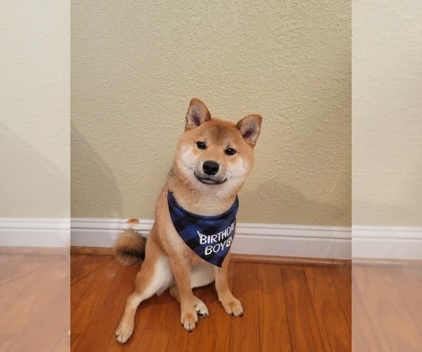 Medium Photo #6 Shiba Inu Puppy For Sale in SAN FRANCISCO, CA, USA