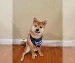 Small #5 Shiba Inu