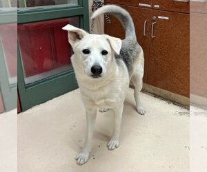 Siberian Husky Dogs for adoption in Rancho Cucamonga, CA, USA