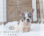 Small #3 French Bulldog
