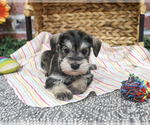 Esme - Female Schnauzer (Miniature) Puppy for Sale - Photo #4