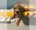 Puppy Dodge Goldendoodle
