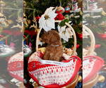 Small Photo #6 Goldendoodle Puppy For Sale in SAINT CLAIR SHORES, MI, USA