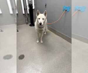 Siberian Husky-Unknown Mix Dogs for adoption in Las Vegas, NV, USA