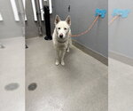 Small Siberian Husky Mix