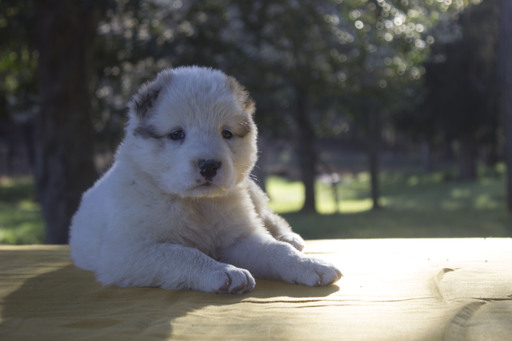 Medium Photo #1 Central Asian Shepherd Dog Puppy For Sale in SPARTANBURG, SC, USA