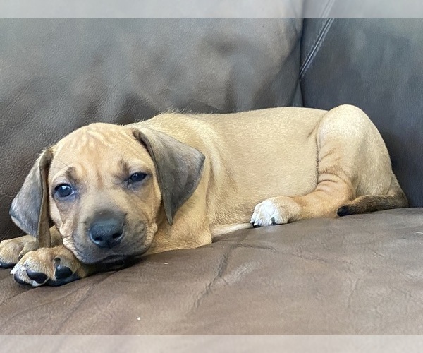 Medium Photo #23 Rhodesian Ridgeback Puppy For Sale in KELLER, TX, USA