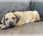 Small #22 Rhodesian Ridgeback