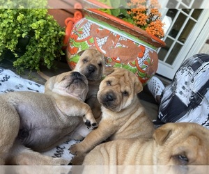 Chinese Shar-Pei Puppy for sale in FORT WORTH, TX, USA