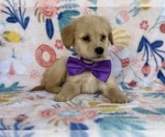 Small #3 Golden Retriever