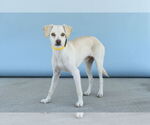 Small #1 Mutt